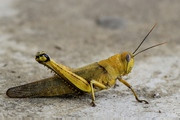 Australian Giant Grasshopper (Valanga irregularis)